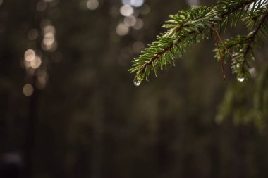 Çam ağacı iğneleri üzerinde yağmur damlaları