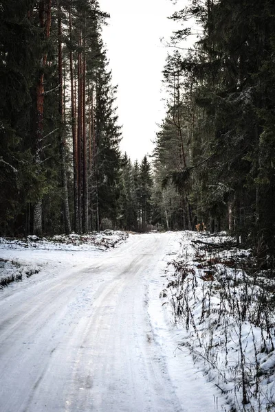 Lesie Zimie — Zdjęcie stockowe