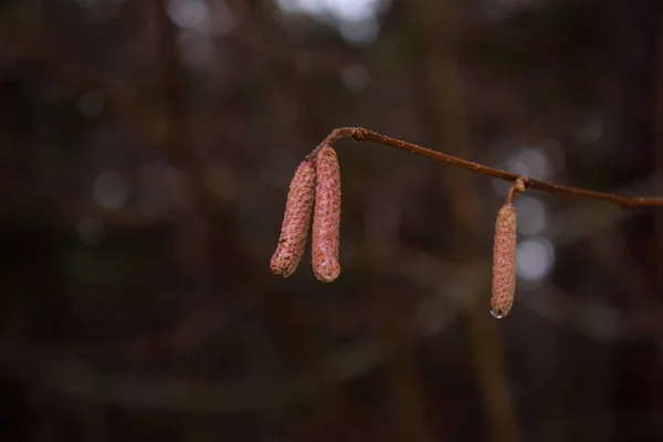 Winter Nature Frost Covering Everything — Stock Photo, Image