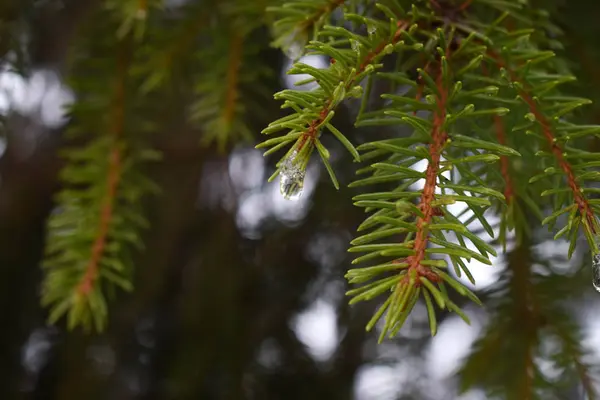 Doğada kış. Her şeyi kapsayan Frost.