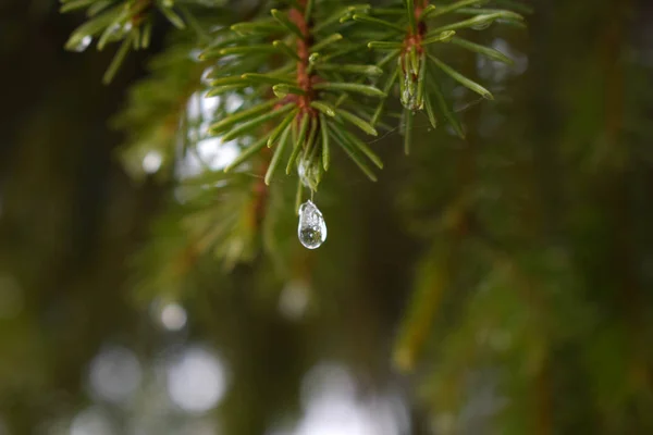 Winter Natuur Frost Die Betrekking Hebben Alles — Stockfoto