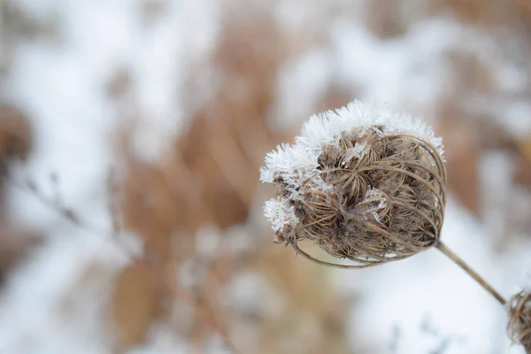 Winter Natuur Frost Die Betrekking Hebben Alles — Stockfoto