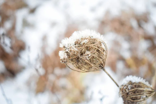 Winter Natuur Frost Die Betrekking Hebben Alles — Stockfoto