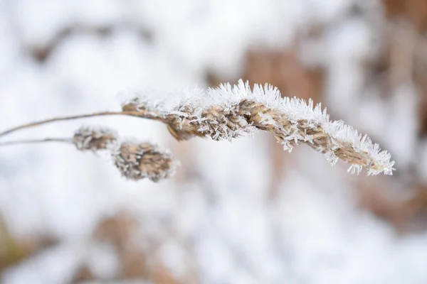 Winter Natuur Frost Die Betrekking Hebben Alles — Stockfoto