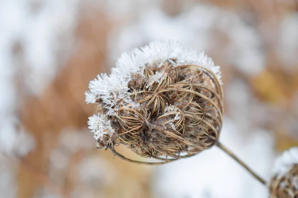 Winter Natuur Frost Die Betrekking Hebben Alles — Stockfoto