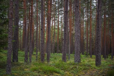 Ormandaki ağaçların arasında