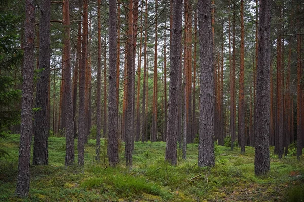 Ormandaki ağaçların arasında