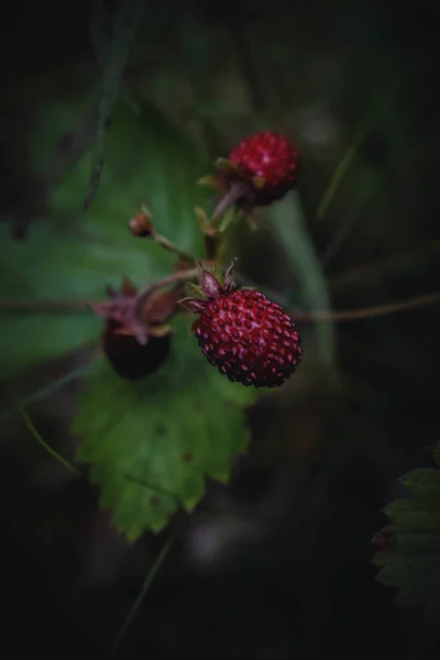 Forest berries in close up
