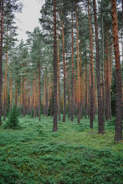 Ormandaki ağaçların arasında