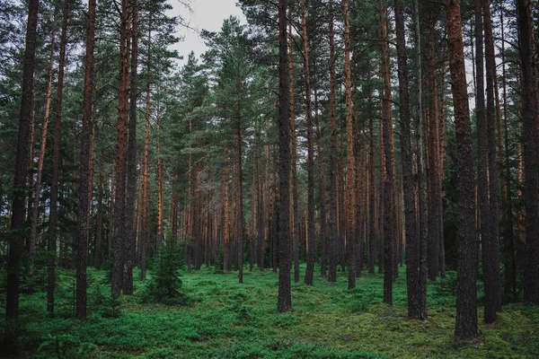 Ormandaki ağaçların arasında