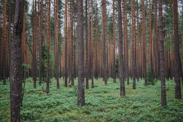Ormandaki ağaçların arasında
