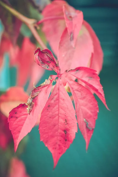 Herfst Kleuren Natuur Stockfoto