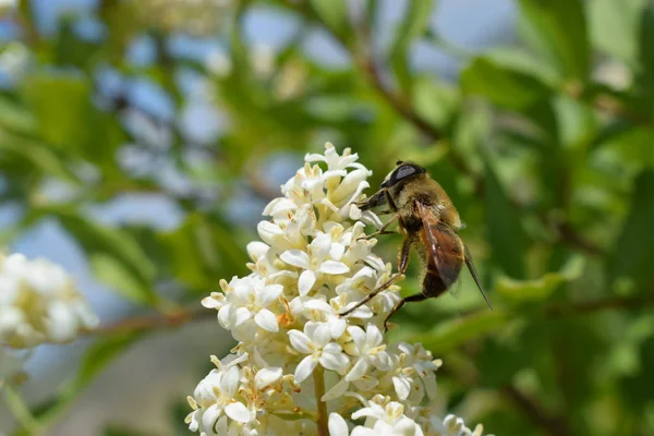  arı çiçekte dağlarda yürüyüş