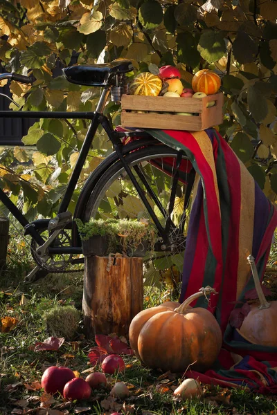 Caixa Madeira Com Maçãs Abóboras Uma Bicicleta Preta Jardim Estilo — Fotografia de Stock