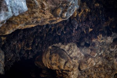 bir yarasa mağarası görünümünü