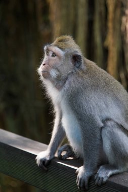bir ormandaki küçük maymun