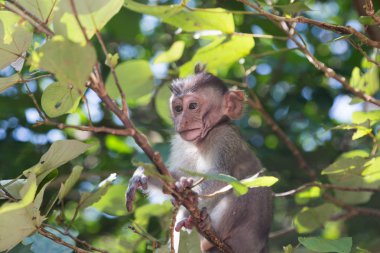 bir ormandaki küçük maymun