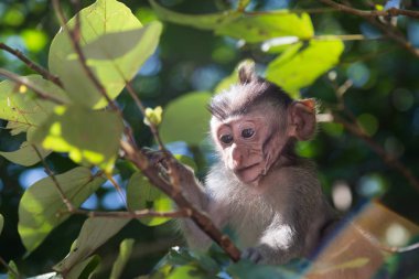 bir ormandaki küçük maymun