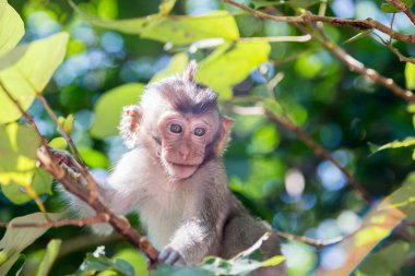 bir ormandaki küçük maymun