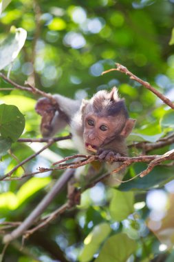 bir ormandaki küçük maymun
