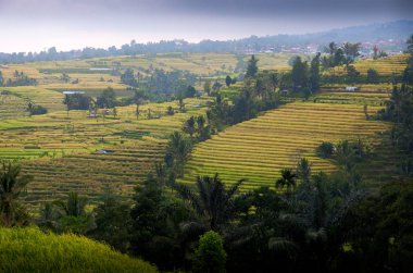 pirinç ekimi bir görünümünü