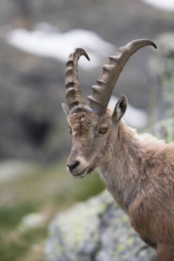 Vahşi bir dağ keçisi manzarası