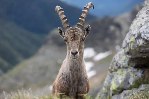 View Wild Ibex — стоковое фото
