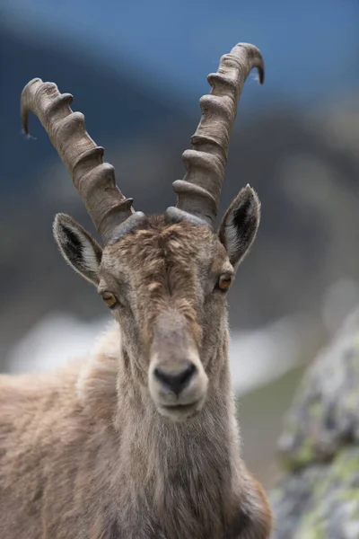 Een Bezichtiging Van Een Wilde Steenbok — Stockfoto