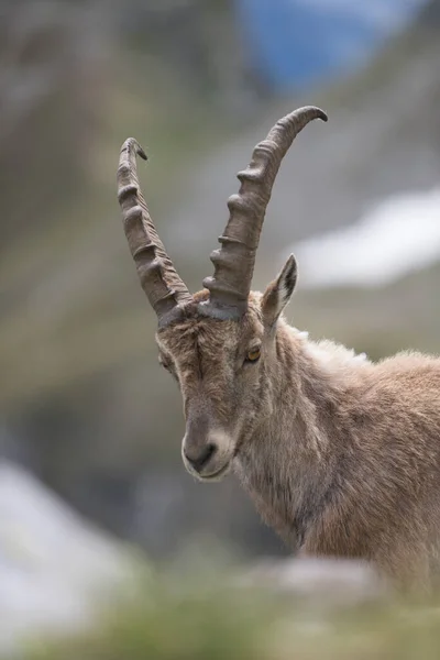 Een Bezichtiging Van Een Wilde Steenbok — Stockfoto