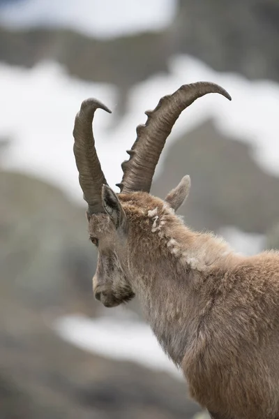 View Wild Ibex — Stock Photo, Image
