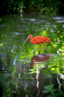 Turuncu bir kuşun ayrıntısı