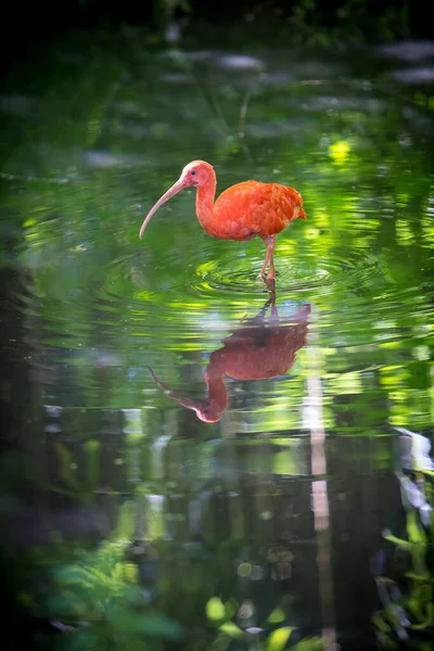 Ein Detail Eines Orangen Vogels — Stockfoto