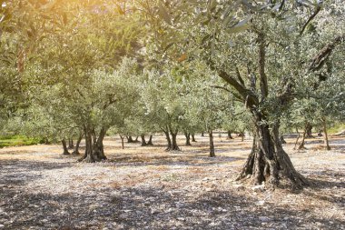 Zeytin ağaçları grove. Provence, Fransa