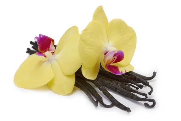 Flores de orquídea e vagens de baunilha — Fotografia de Stock