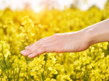 Çayır, sarı çiçekler üzerinde sürgülü el.
