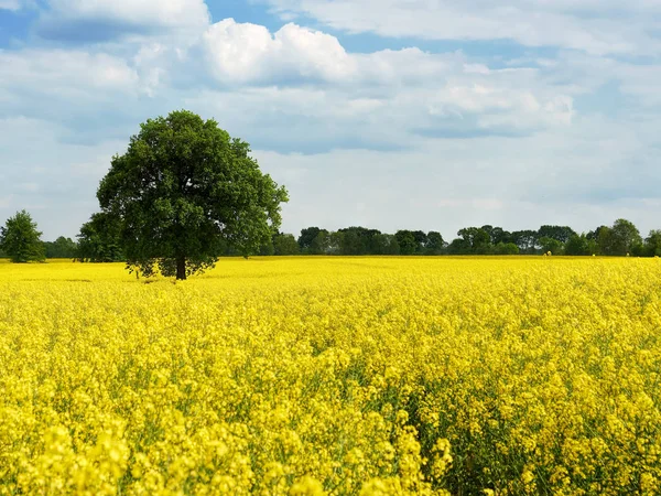 Campo bonito com árvore verde única e planos de floração amarela — Fotografia de Stock
