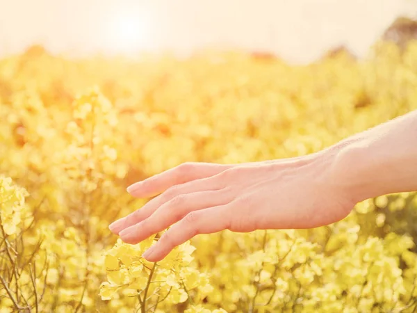 Mano de mujer deslizándose sobre flores amarillas en el prado — Foto de Stock