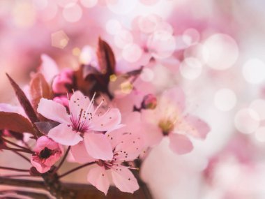 Bahar bahar çiçek açan çiçekler ve güneş parlaması.