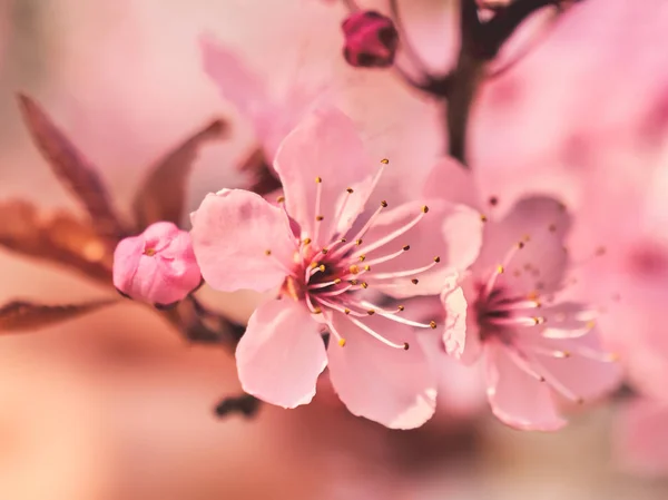 Kvetoucí strom. Jarní květiny. Jarní čas — Stock fotografie