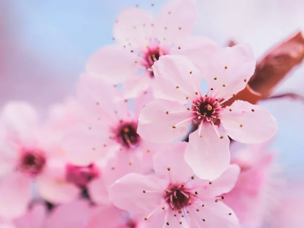 Kvetoucí jarní květiny. Jaro — Stock fotografie