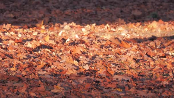 Hojas secas de otoño en color naranja y marrón en el suelo . — Vídeo de stock
