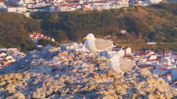 岩の上のカモメ,サーフィンのためのシルバーコーストのナザレの海辺のリゾート — ストック動画