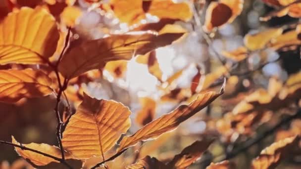 Soleil poussant à travers une feuille — Video