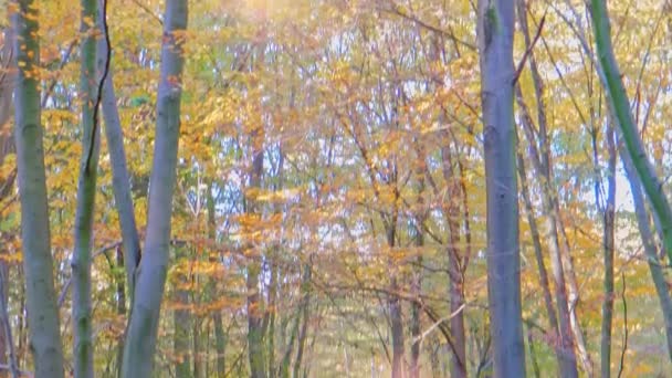 Kobieta z plecakiem spaceruje w jesiennym lesie — Wideo stockowe