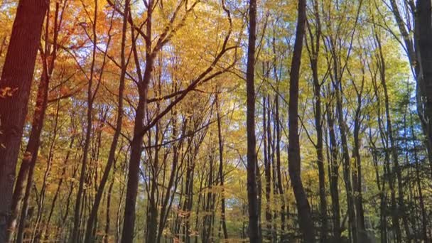 Schöner Wald im Park — Stockvideo