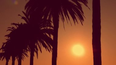 Yaz günbatımında palmiye ağaçları siluetleri.