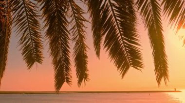 Güneş palmiye ağacının içinden parlıyor. Tropik plaj arka planı.