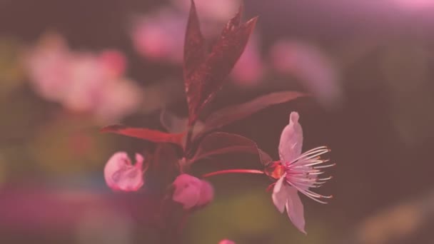 Vackra rosa färska körsbär blomma träd på suddig bakgrund — Stockvideo