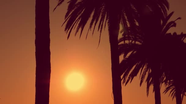 Gün batımında palmiye ağaçları siluetleri. Yaz, seyahat, turizm konsepti. — Stok video