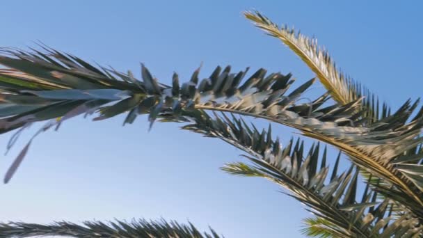 Gałęzie palmy — Wideo stockowe